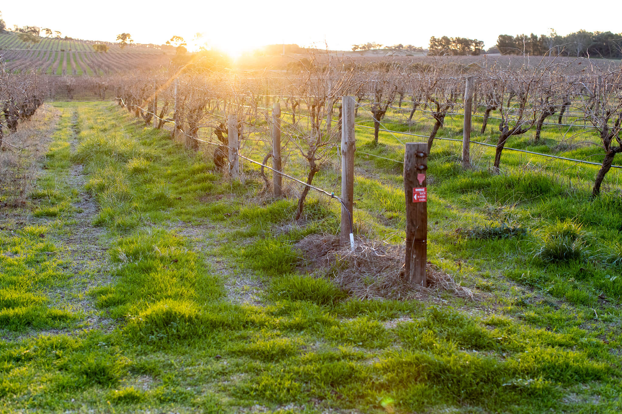 Organic and Biodynamic Viticulture Australian Organic