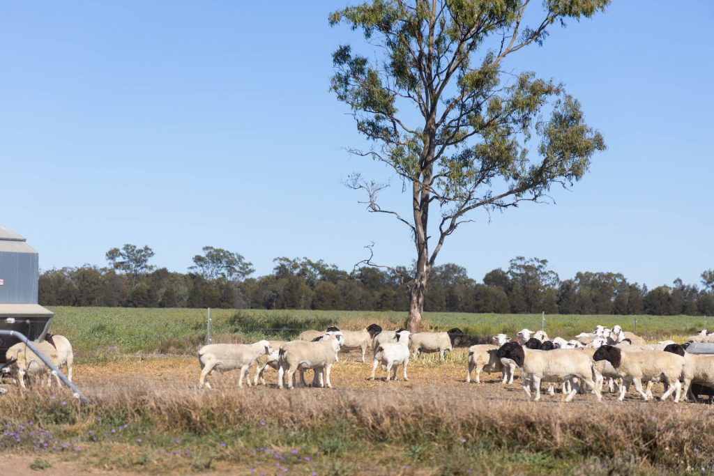 Organic Livestock Production - Australian Organic