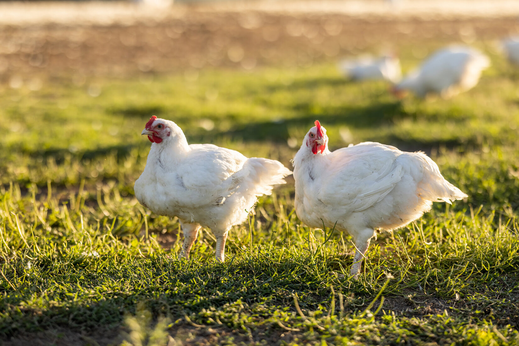 Free-range poultry definitions fall fowl of consumer expectations -  Australian Organic